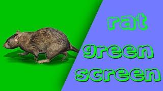 Rat Green Screen Video | Effects Market App