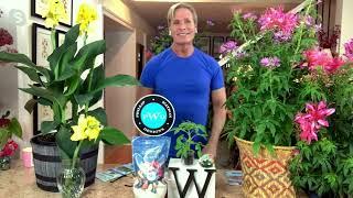 Phillip Watson Designs 5-Piece Cleome Collection Live Plants on QVC