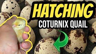 INCUBATING COTURNIX QUAIL EGGS‼️ Kebonnixs Digital Incubator