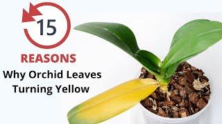 Best 15 Orchid Leaves Turning Yellow Causes, How To Save Orchid With Yellow Leaves #OrchidPlantCare