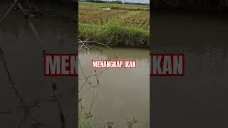 Menangkap Ikan @MancingKomedi #fishing #fypシ゚viral #fypyoutube #video #funnyshorts