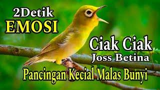 CIAK CIAK JOSS BETINA PANCINGAN KECIAL MALAS BUNYI