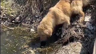 Heartwarming Rescue: Saving an Abandoned Golden Retriever#heartwarmingrescue