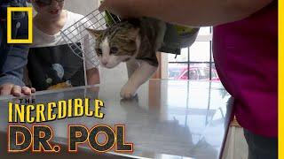 A Meow-tain of Cases | The Incredible Dr. Pol