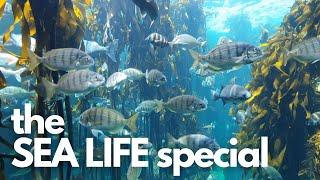 Experience Cape Town sea life! Whale watching, the 2 Oceans Aquarium and dine at Harbour House