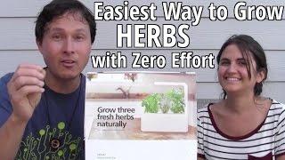 Easiest Way to Grow Herbs Indoors with Zero Effort