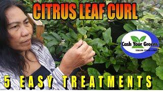 CITRUS LEAF CURL - 5 REASON WHY & How to Cure It.