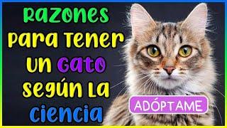 RAZONES PARA ADOPTAR UN GATO SEGÚN LA CIENCIA - SiamCatChannel