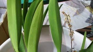 Unboxing - Macradenia multiflora & Recchara Frances Fox ( Myrmecatavola Frances Fox )