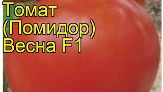 Томат обыкновенный Весна. Краткий обзор, описание характеристик, где купить семена