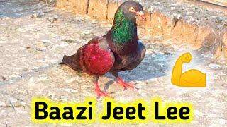 Bazi Jeet Lee || Kabooter Bazi In Pakistan || Pigeons Club || @BabarPigeonsClub