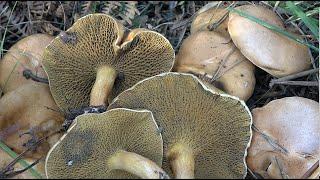 Suillus bovinus -  Hongo de vaca – Bovine bolete