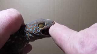 Bite from 9" Tokay gecko.