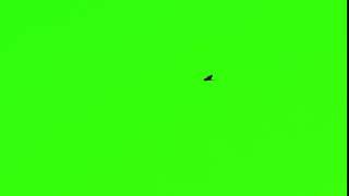 bird flying chroma key  Green Screen | Video Stocks