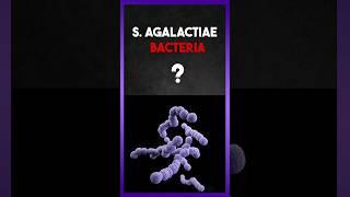 Streptococcus Agalactiae Bacteria   #science #bacteria