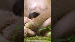 Lovely Abandon Monkey - Enjoy Watching Orphan Baby Monkey In Wild Monkey - Daily Baby Monkey #Short