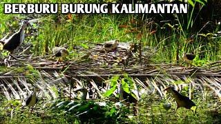 BERBURU BURUNG KALIMANTAN RAWA SEMAK RUAK RUAK MELIMPAH