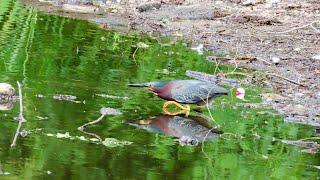 Birding at Lincoln Park - Chicago, IL