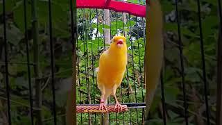 canary singing training || canario belga || canarios || kenari gacor panjang #shorts