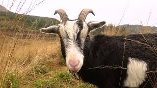 Wild Goat Park in Galloway Forest Park