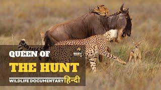 Cheetah - हिन्दी डॉक्यूमेंट्री | Wildlife documentary movie in Hindi, Discovery