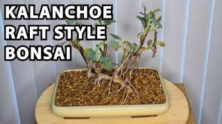 Kalanchoe Raft Style Bonsai