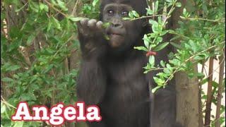 Gorilla ️ Rapunzel 37 years pretty lady️‍ Los Angeles Zoo