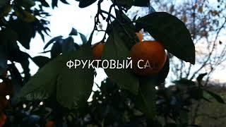 Видео от Милены про Сельский Дом в Абхазии #природа #красота #Абхазия #хурма #фейхуа #киви