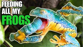 FEEDING ALL MY FROGS: Meet my Baby Frogs + I'm Building a GIANT Frog Terrarium!