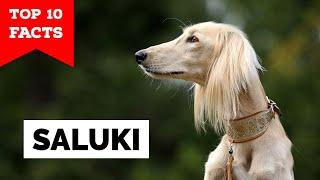 Saluki - Top 10 Facts