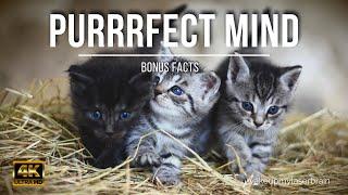 Cat Purr | Healing Power Vibrations | Relieve Anxiety | Relaxing | Laser Focus | 4K | Bonus Facts