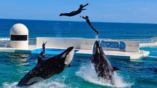 Killer Whale Show  Kamogawa Sea World