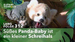 Sensations-Nachwuchs bei den Roten Pandas (Langfolge 312) | Elefant, Tiger & Co. | ARD