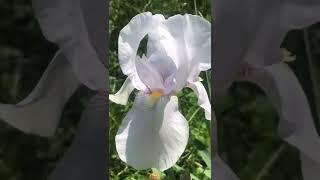 White iris germanica