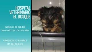 VETERINARIO ONLINE. Capítulo 2. El parvovirus canino en los cachorros.