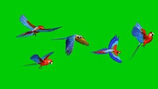 Parrot Birds flying Animation Green Screen video HD Footage No copyright