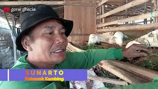 Cara Pemberian Pakan Yang Baik dan Benar Untuk Ternak Kambing Domba