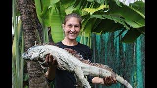 Crazy iguana morph caught wild in Florida! Leucistic? Pie-bald? Albino?