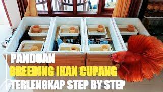 TIPS JITU TERNAK IKAN CUPANG BAGI PEMULA