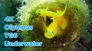 Olympus TG6 4K Underwater Blue Dream 海底影片