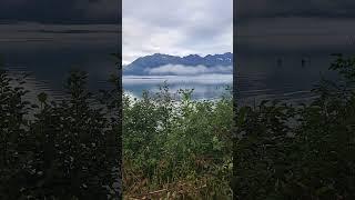 Silver Salmon fishing in Valdez Alaska. Black Bear count: 4 #alaska #fishing