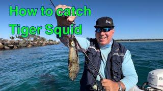 How to catch Tiger Squid
