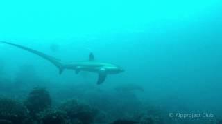 Maratua: Thresher sharks