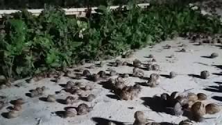 snail farm .Kerry Escargot Nightlife