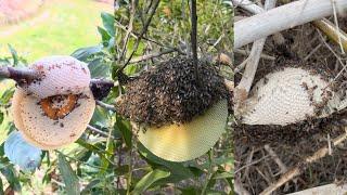 Collect honey from tall trees #Bee #honey #nature