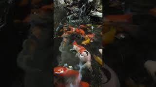 fish tank in aquarium #Highlights #fish #4k #aquarium #animalshorts #aquariumfish #koi #fishcatching