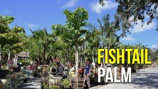 Fishtail Palm