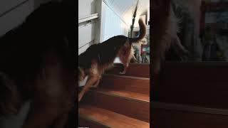 Shiva vs. stairs  #dog #funnydog #dogfunny #germanshepherd