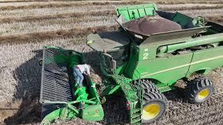 Canola Harvest 2024, Sept  29