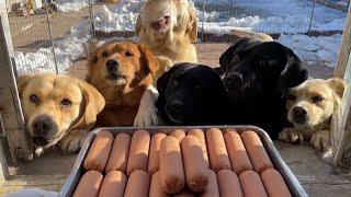 Dog Eating Sausage | Labrador Mukbang